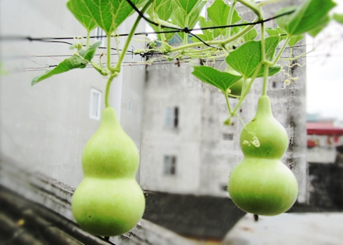 bau-ho-lo-mini-03 Gói 10 Hạt giống bầu hồ lô mini