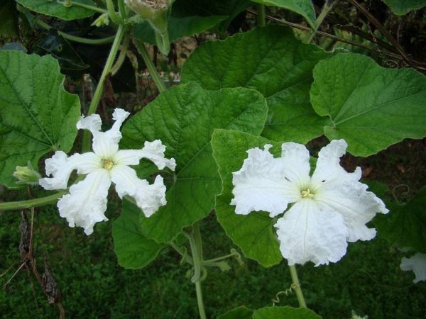 bau-ho-lo-mini-04 Gói 10 Hạt giống bầu hồ lô mini