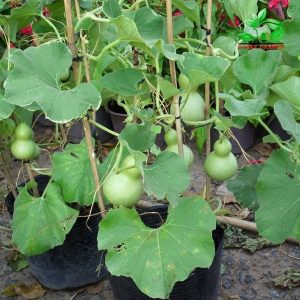 Gói 10 Hạt giống bầu hồ lô mini