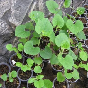 Gói 10 Hạt giống bầu hồ lô mini