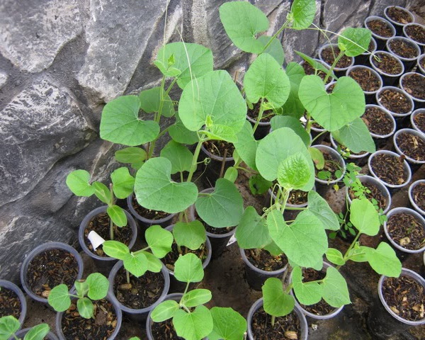 Gói 10 Hạt giống bầu hồ lô mini