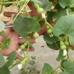 Gói 10 Hạt giống bầu hồ lô mini F1 tiểu lệ nhân TN235 trồng kiểng