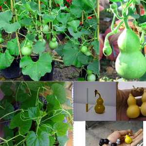 Gói 10 Hạt giống bầu hồ lô mini F1 tiểu lệ nhân TN235 trồng kiểng