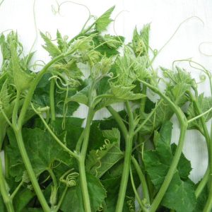 Gói 2g hạt giống bầu ăn ngọn