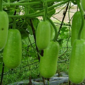 Gói 2g hạt giống bầu sao F1