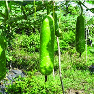 Gói 2g hạt giống bầu sao F1