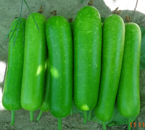 Gói 2g hạt giống bầu sao F1