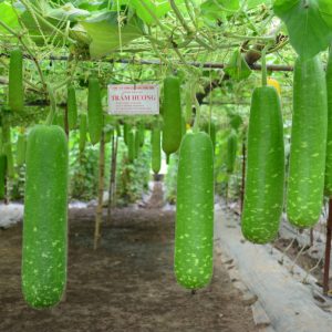 Gói 2g hạt giống bầu sao F1