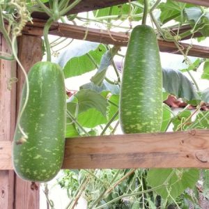 Gói 2g hạt giống bầu sao F1