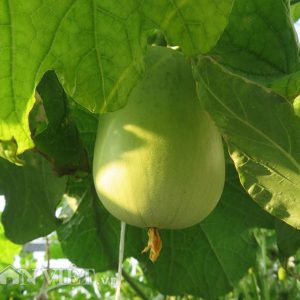 Gói 2g hạt giống bầu tròn F1