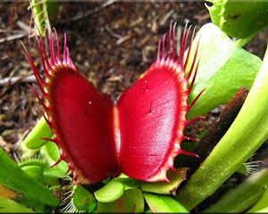 Chậu cây bẫy kẹp bắt mồi - Venus Flytrap