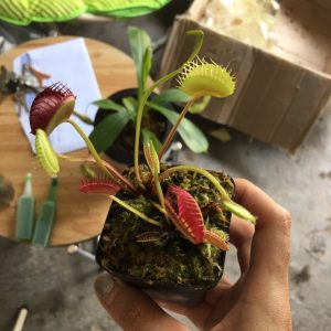 Chậu cây bẫy kẹp bắt mồi - Venus Flytrap