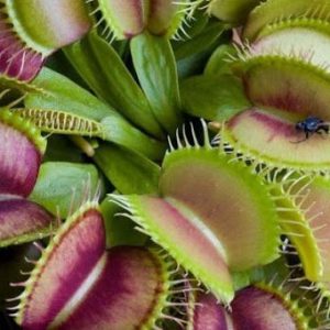 Chậu cây bẫy kẹp bắt mồi - Venus Flytrap