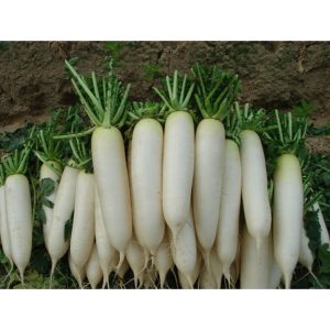 Gói 20GR hạt giống Củ Cải Hà Nội Cao Sản (Giống cải muối dưa)