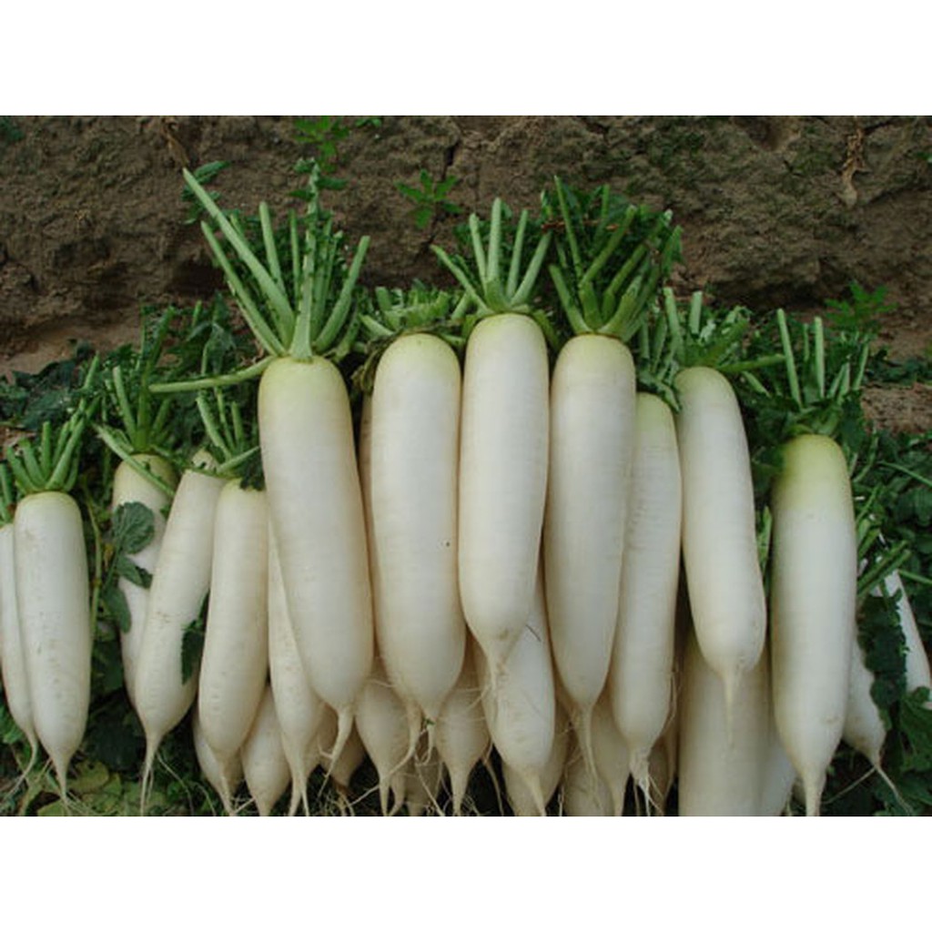 bba62014a40e6af8916f81800f877412 Gói 20GR hạt giống Củ Cải Trắng Bạch Tuyết