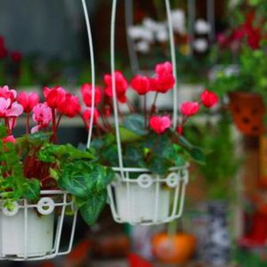 Gói 1GR hạt giống hoa Sen Cạn Nhiều Màu (Dây leo)