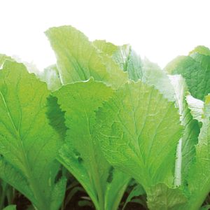 Gói 20g hạt giống cải bẹ vàng