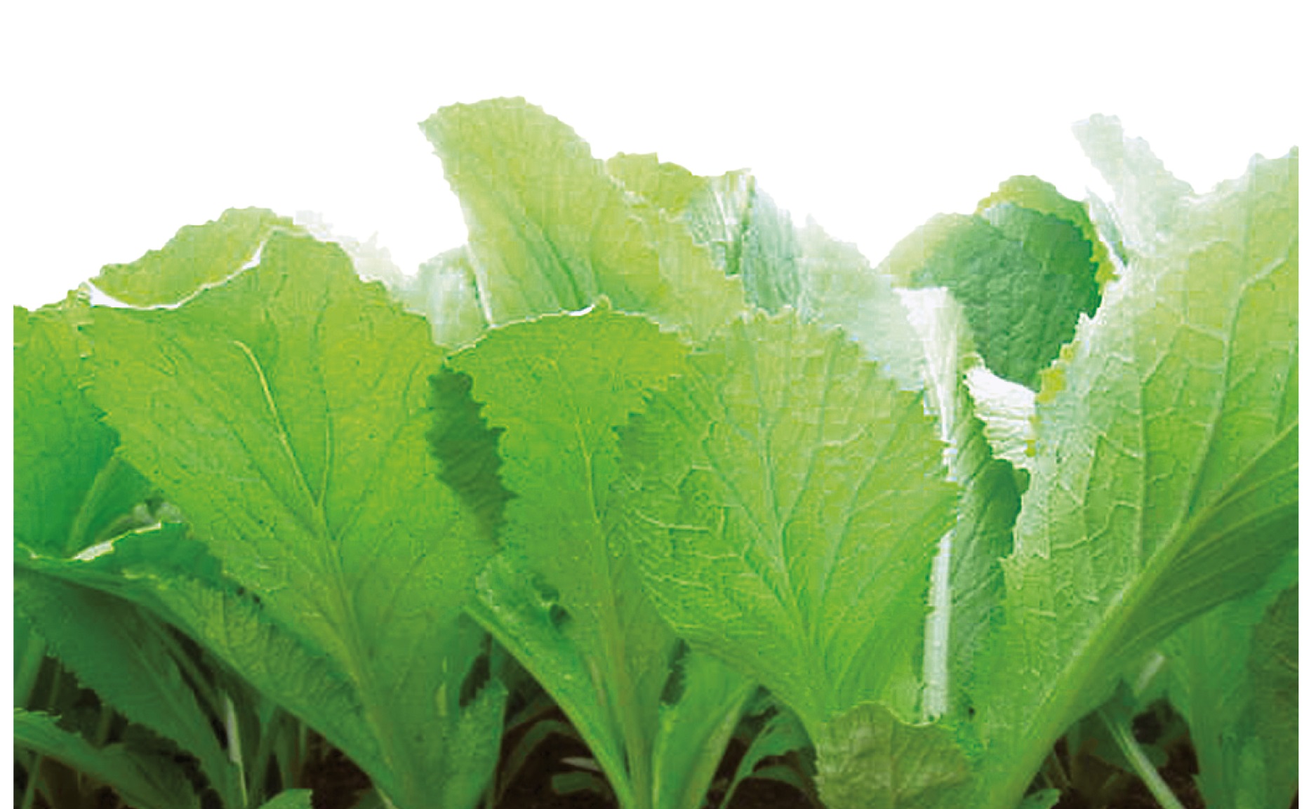 Gói 20g hạt giống cải bẹ vàng