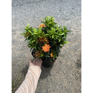 Cây giống Cây Trang Cam (trang lá nhỏ) - CayGiongTot