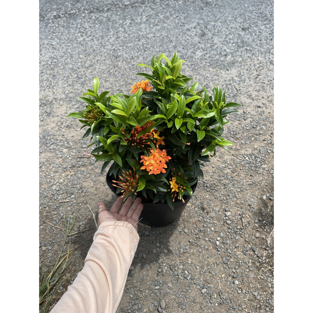 Cây giống Cây Trang Cam (trang lá nhỏ) - CayGiongTot