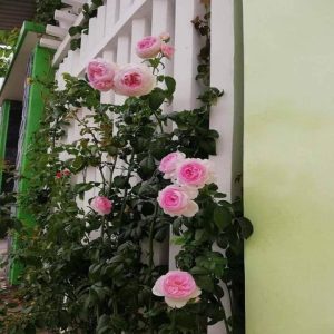 [Cây giống hoa] hồng LEO Mon Couer  - giống hồng ngoại siêng hoa, bông chùm, dễ chăm size chậu C9 - CayGiongTot