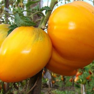 Gói 0.5GR hạt giống Cà Chua Trái Tim Vàng