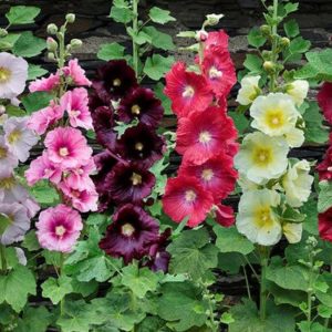 Gói 50 hạt giống hoa mãn đình hồng đơn nhiều màu