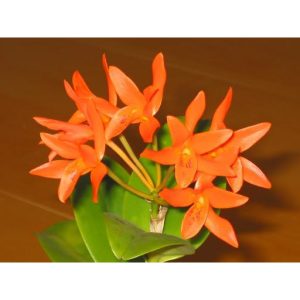 [Cây giống] Lan Cattleya cam A3 bông chùm - giống nhập Thái khoẻ đẹp