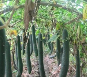 GÓI 0.5GR Hạt Giống Bí Đao Xanh (Bí Sặt) Cao Sản