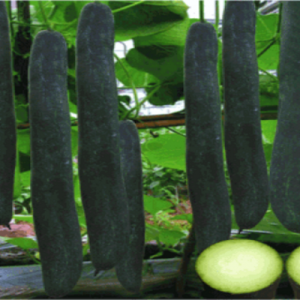 GÓI 0.5GR Hạt Giống Bí Đao Xanh (Bí Sặt) Cao Sản