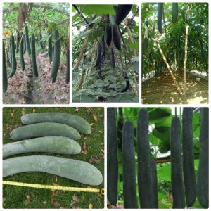 GÓI 0.5GR Hạt Giống Bí Đao Xanh (Bí Sặt) Cao Sản