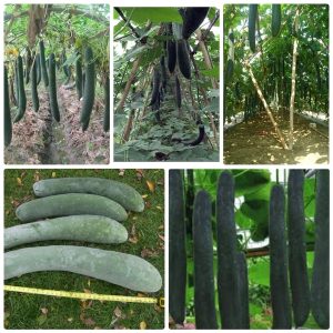 GÓI 0.5GR Hạt Giống Bí Đao Xanh (Bí Sặt) Cao Sản