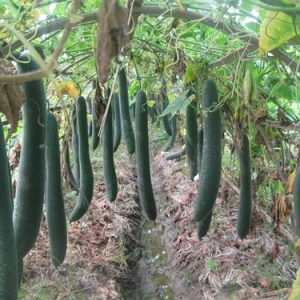 GÓI 0.5GR Hạt Giống Bí Đao Xanh (Bí Sặt) Cao Sản