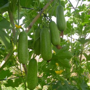 Gói 100g Hạt giống bí đao chanh