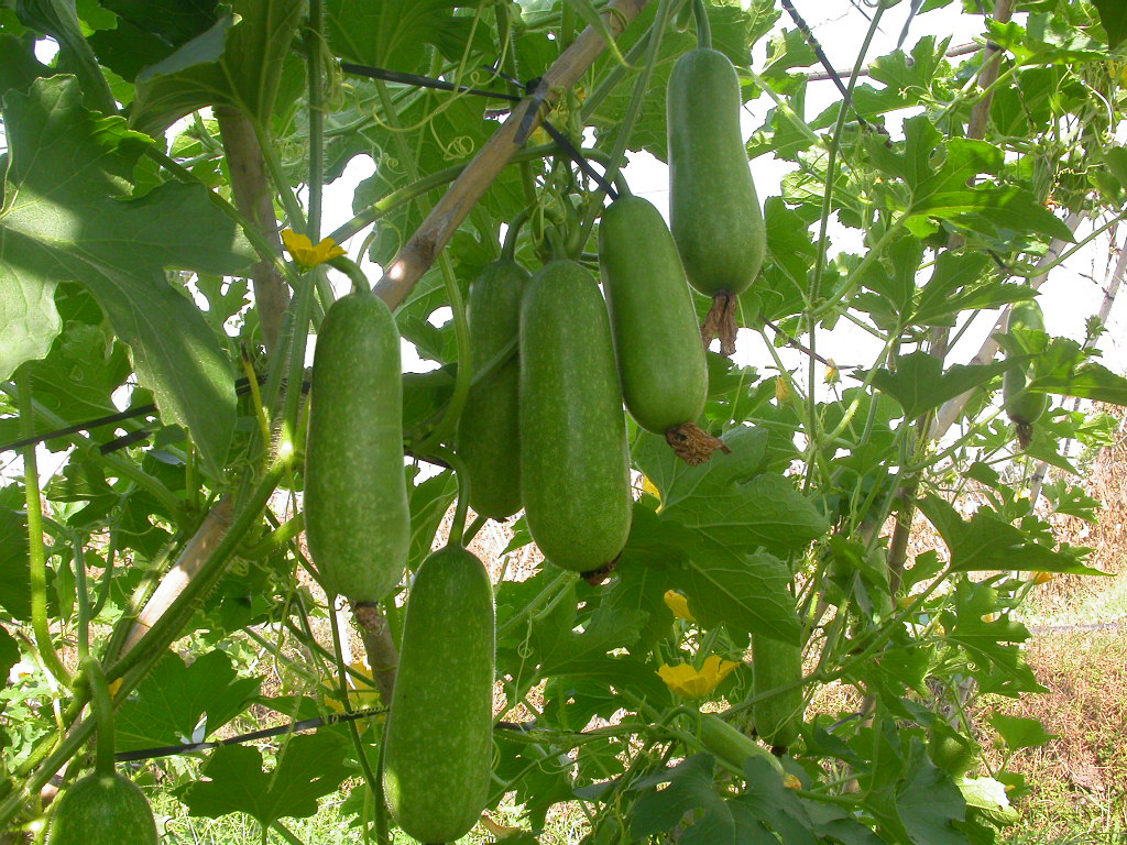 Gói 100g Hạt giống bí đao chanh