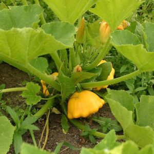 Gói 1GR hạt giống Bí Đĩa Bay Nhiều màu