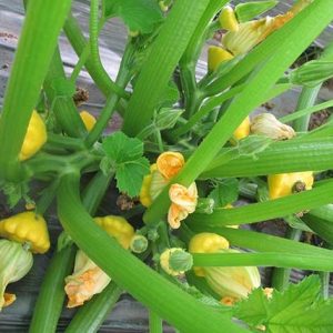 Gói 1GR hạt giống Bí Đĩa Bay Nhiều màu