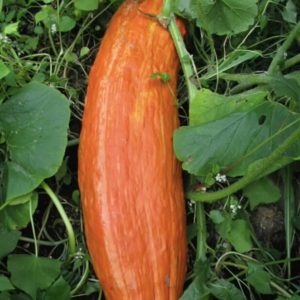 Gói 5g hạt giống bí đỏ dài (bí sáp)