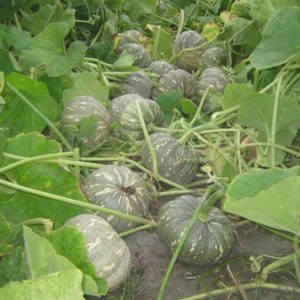 Gói 1g hạt giống bí đỏ F1