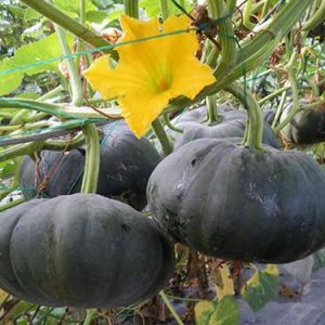 Gói 5 hạt giống Bí Đỏ Thái Lan F1 SV 551