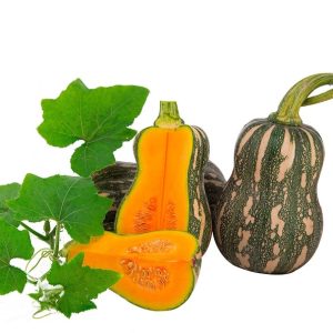 Gói 1g hạt giống bí hạt đậu F1