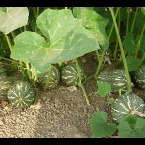 Gói 1g hạt giống bí hạt đậu F1