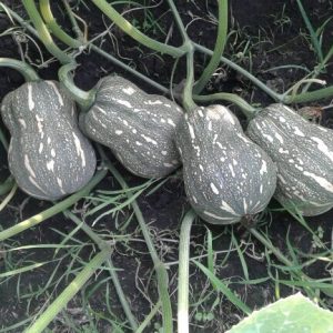 Gói 1g hạt giống bí hạt đậu F1