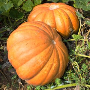 Gói 5  hạt giống Bí Khổng Lồ Max 90kg