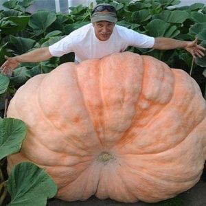 Gói 5  hạt giống Bí Khổng Lồ Max 90kg