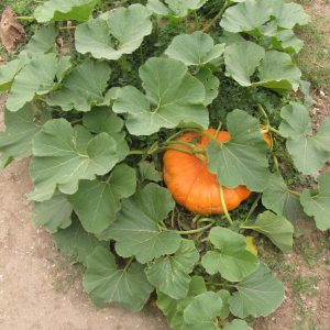 Gói 5  hạt giống Bí Khổng Lồ Max 90kg