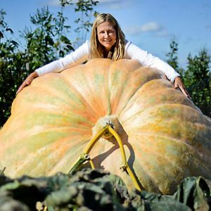 Gói 5 hạt bí ngô khổng lồ dẹt