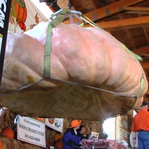 Gói 5 hạt bí ngô khổng lồ dẹt