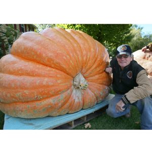 Gói 5 hạt bí ngô khổng lồ dẹt