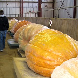 Gói 5 hạt bí ngô khổng lồ dẹt